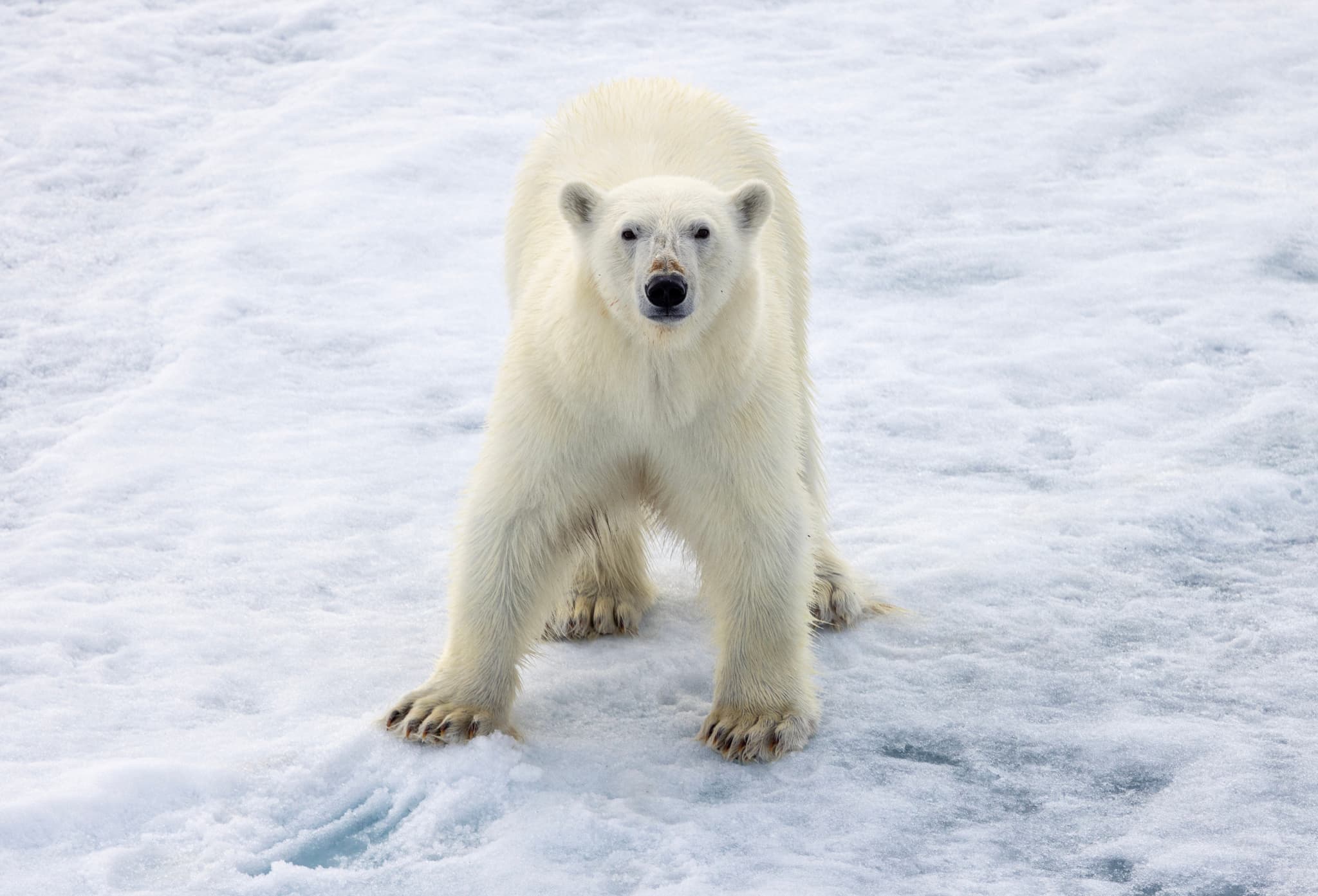 Polar Bear Kingdom