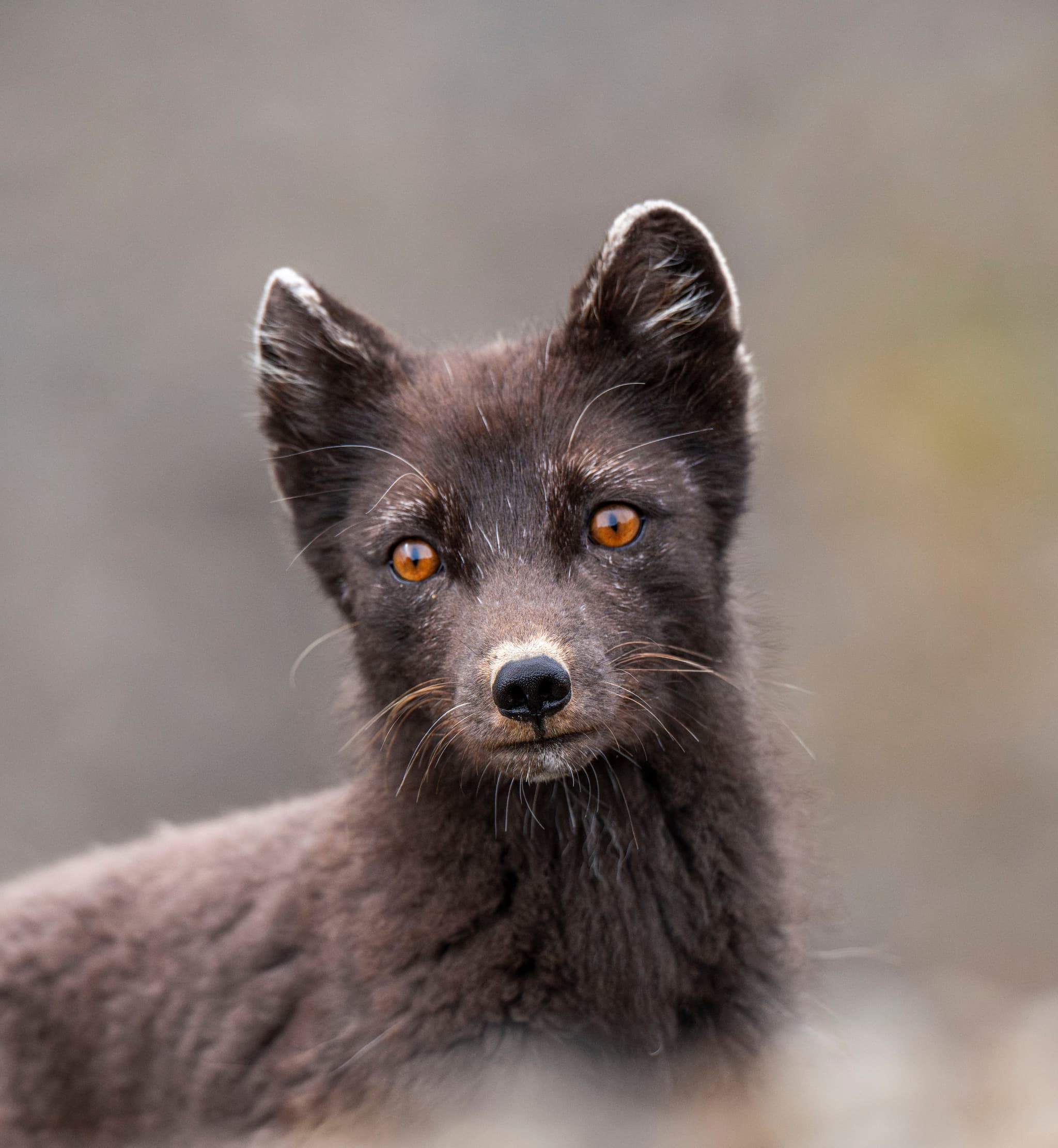 Arctic foxes