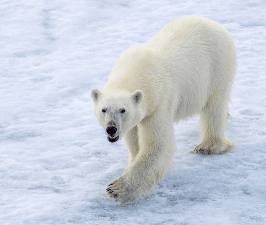 Polar bears