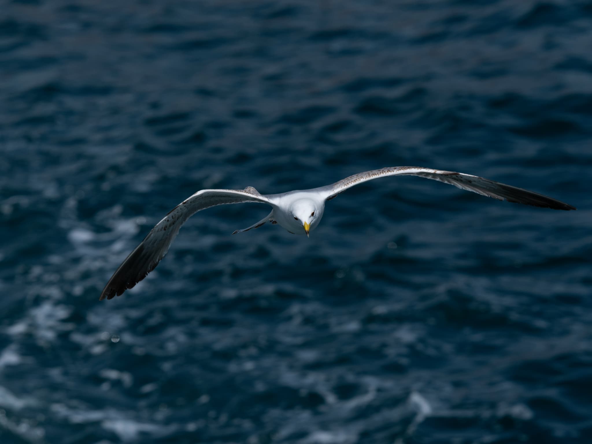 Seabirds